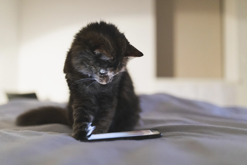 A young, fluffy black cat on a bed with its paw on a phone